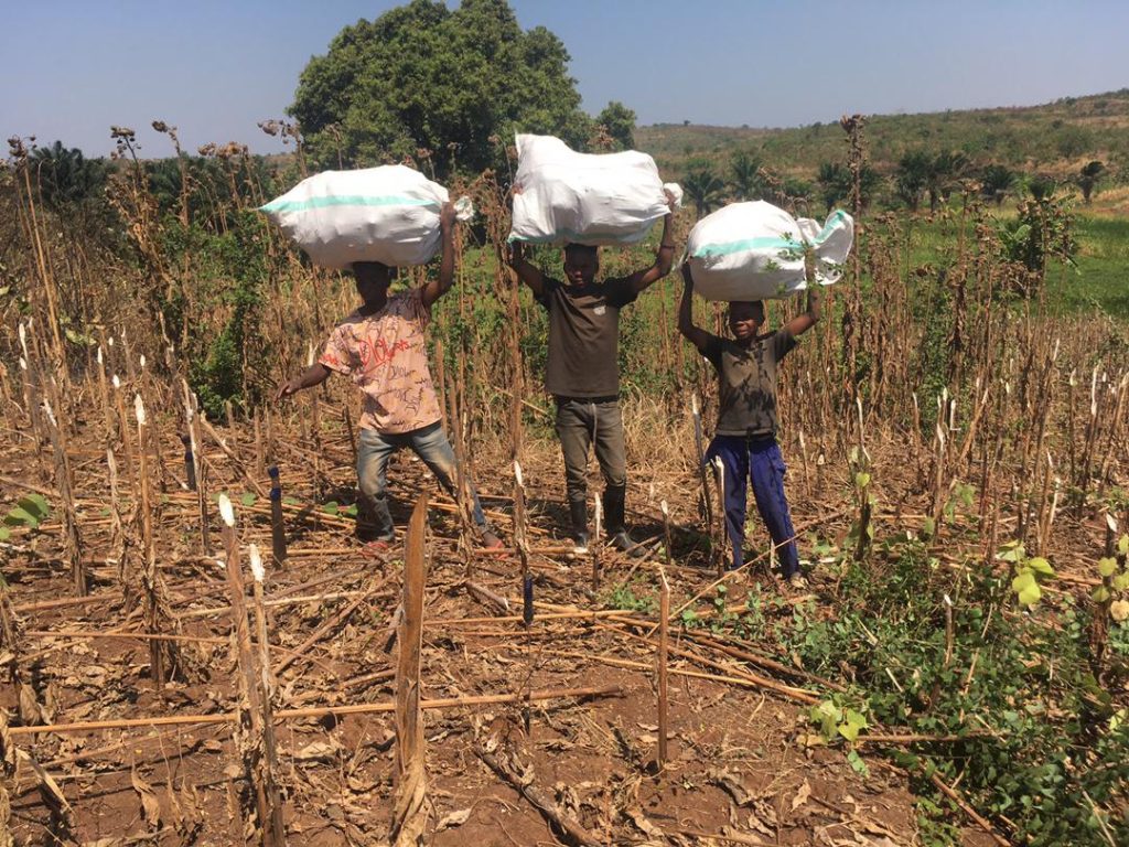 Récolte réussie au champ pilote de multiplication de semences bio de tournesol à Malinde territoire de Fizi