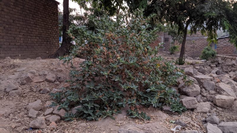 ASHWAGANDHA