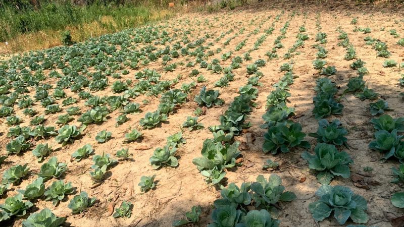Techniques des cultures Maraichers les plus pratiques en Agriculture Ecologique