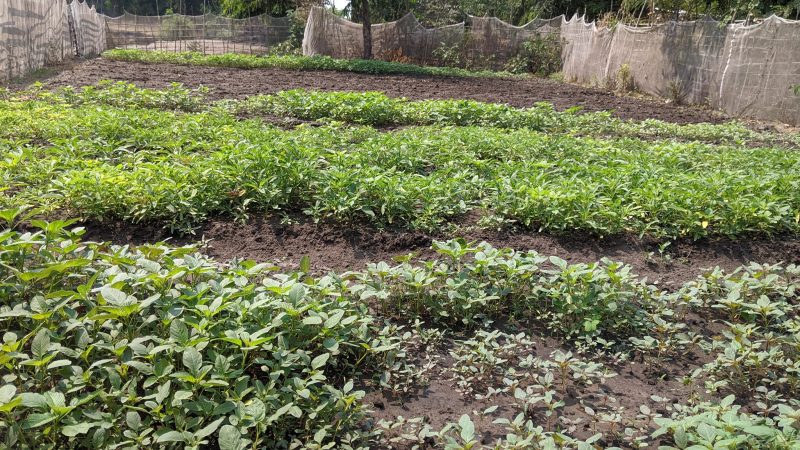 Principe de la lutte en Agroécologie