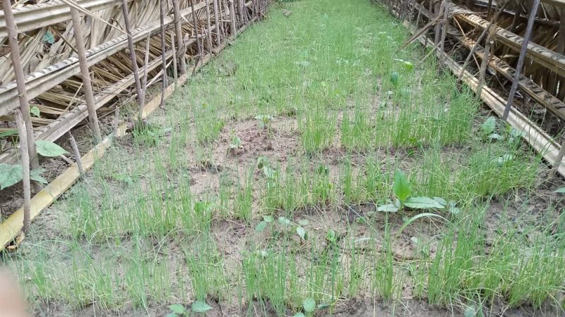 Pratiques Agroécologiques dans le Maraichages