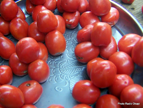 Pour une tomate saine, cultivons bio